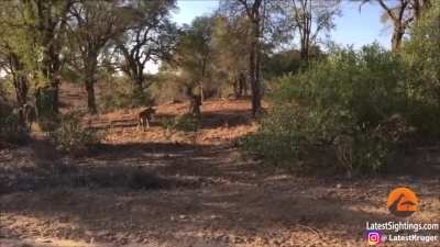 Hippo completely ignores an entire pack of lions attacking it