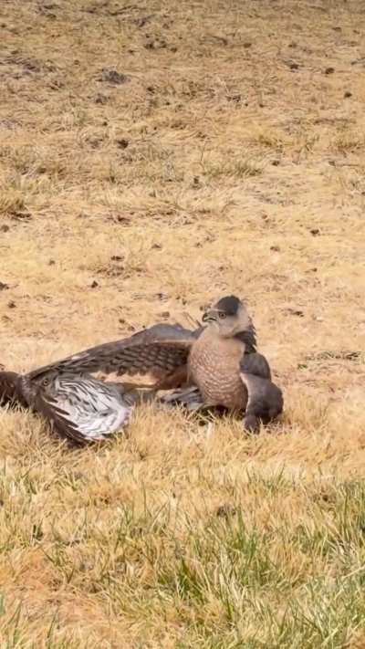 Saw these birds fighting
