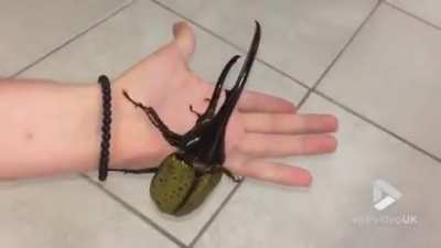 This beetle that sounds like a jackhammer.