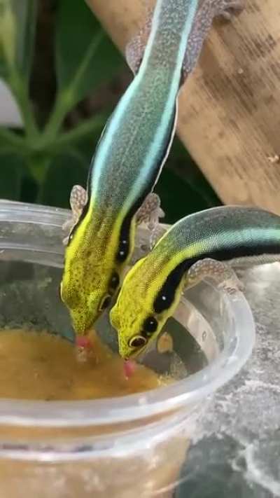 Very tiny mlems
