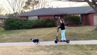 Sled dog in training