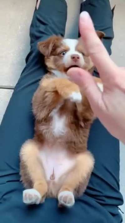 Good Boi