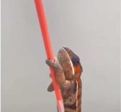 A chameleon climbing coloured pencils