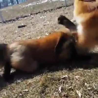 Yay happiest foxxos