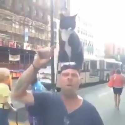 Mind controlling cat mmnd controlling cat mind controlling cat