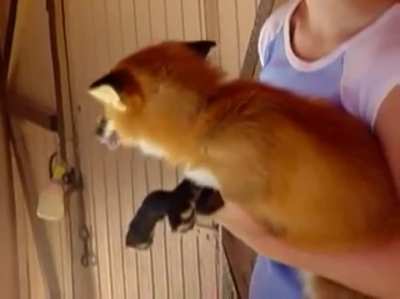 Fox noises