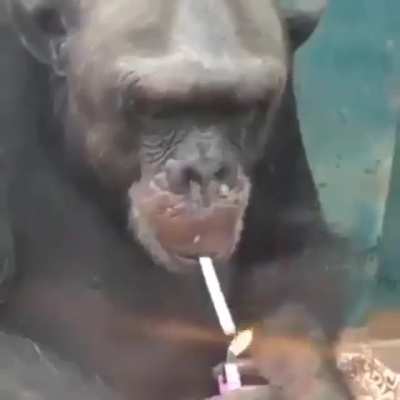 Remember apes, if your platform restricts trading, don't panic...sometimes that happens during market correction as the shorts cover....they can try fuckery and halt trading like they did in january, but we will all be here waiting...so meditate, have a d
