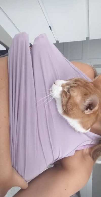 Hobbes likes to make biscuits inside my shirt