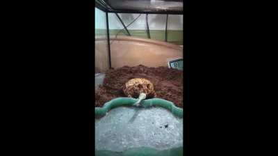 Pacman Frogs Feeding Time! Sunny, Sage & Java Show Off Their Hunting Instincts