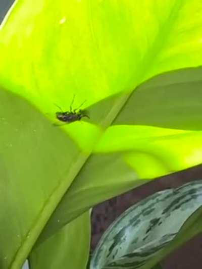 Pternoarcophobia