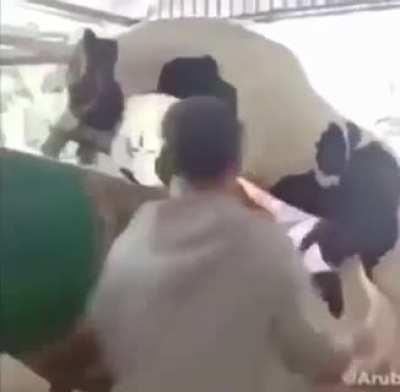 Pedro!