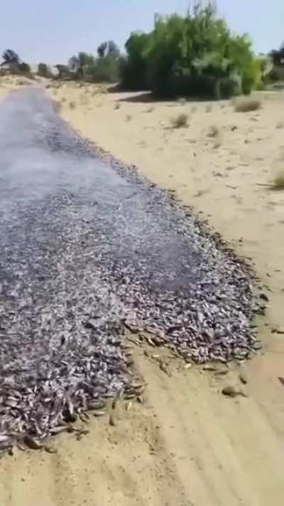 Fish road