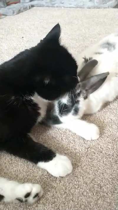 When a kitty loves a bun...