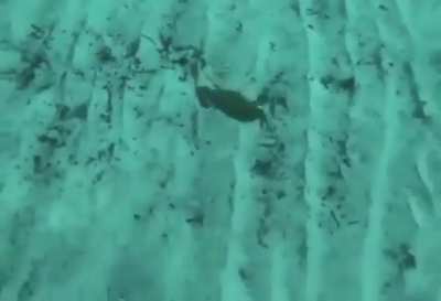 Just a meme that I found, didn’t knew they can fly.