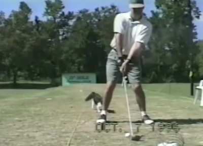 cat on the golf course