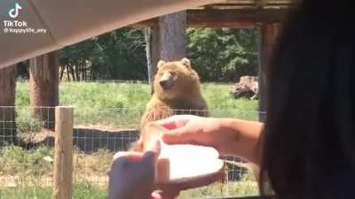 The Bear