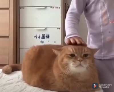 A loaf of cuteness
