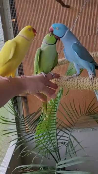 Kissing party