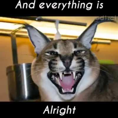 shitposting - Video #5665