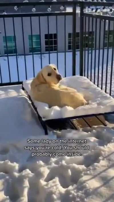 don't tell me what to do 🐶