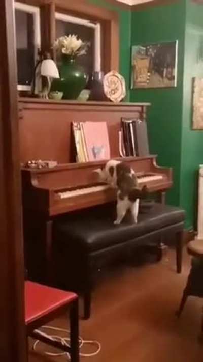 Have your cat ever done this?