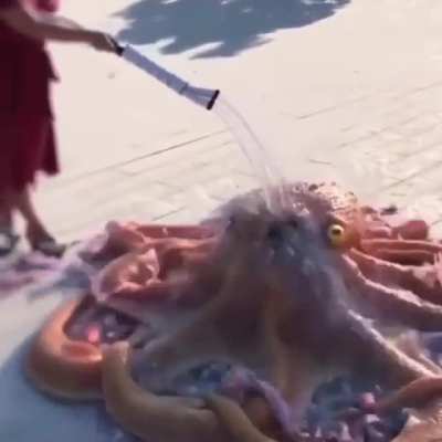 🚿🧼