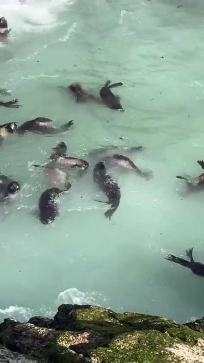 🔥 Wiped out from the Farallon Islands for over 150 years, now hundreds of northern fur seal pups pack into this secluded cove while their mothers forage at sea