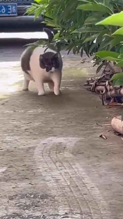 Oh, Lawd He Comin'...