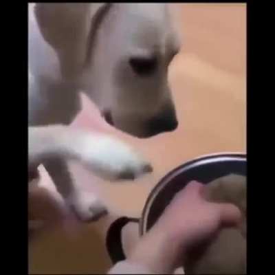 Dog sacrifice soup...