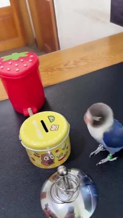 Is it easy to train a parrot?