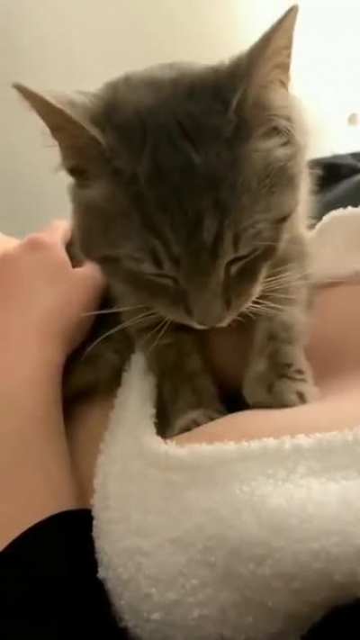 A muchos de acá nos gustaría ser ese gato 😳