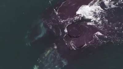 The North Atlantic right whale is a critically endangered type of baleen whale, and it is one of three right whale species. Here is rare footage of North Atlantic right whales 