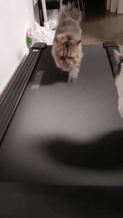 wunkus work out
