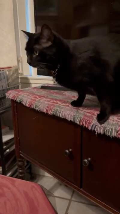 Back Talker 🤬 🐈‍⬛