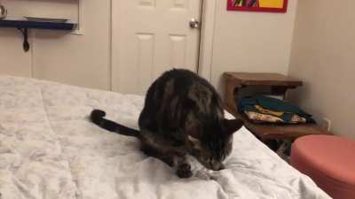 You’ve seen fetching cat, now I give you catching cat.
