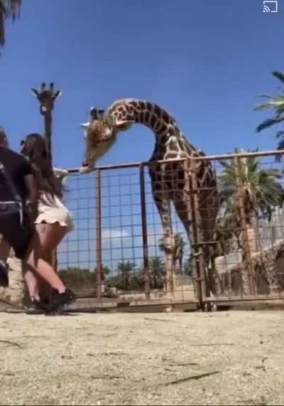 Feeding a giraffe