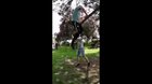 HMB While I Climb This Tree