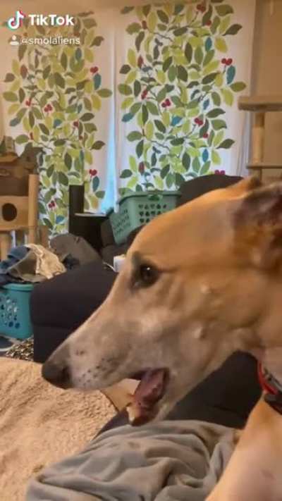 I was trying to get him to howl.