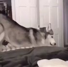 A husky scream