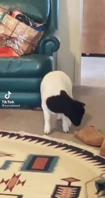 Do rebellious lambs count?