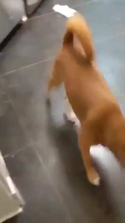Dogs' New Home