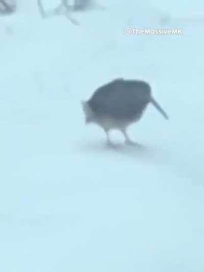 Estas monas chinas bailando se están saliendo de control