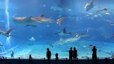 One of the largest aquarium tanks in the world, which holds nearly 2 million gallons of water. (The Okinawa Churaumi Aquarium in Japan)