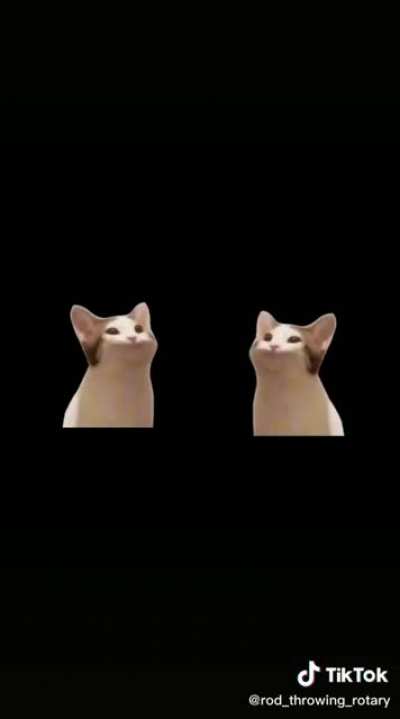 Cat Choir