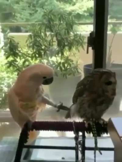 When your parrot wants to party but your owl isn't having it