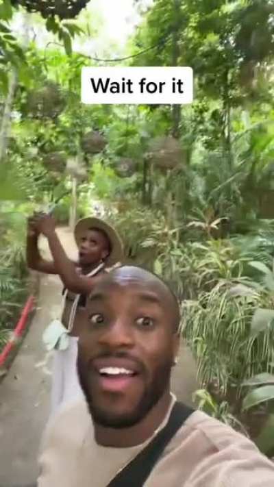 Jungle talking