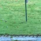 Mum was fed up of the squirrels stealing all the bird food so she greased the feeder!