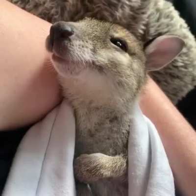 Кенгу<wbr>рёнок