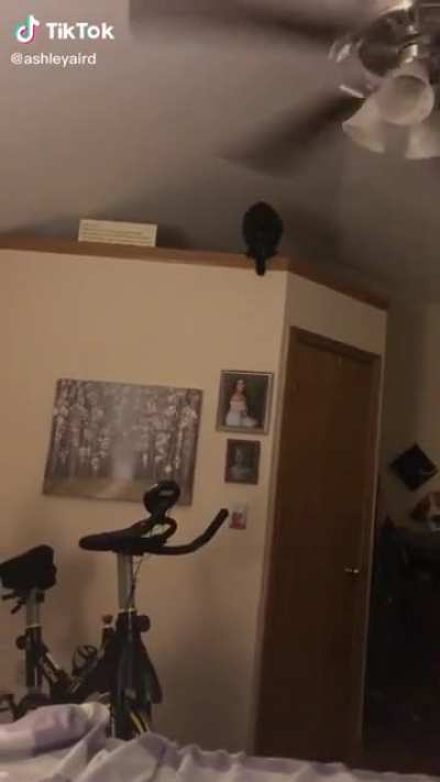 bonk pt.2