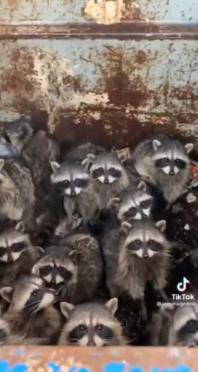 I've never seen so many raccoons in one place.